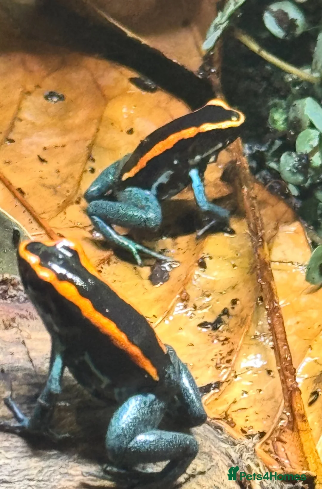Frog reptiles for sale: Phyllobates Vittatus froglets - Advert 4