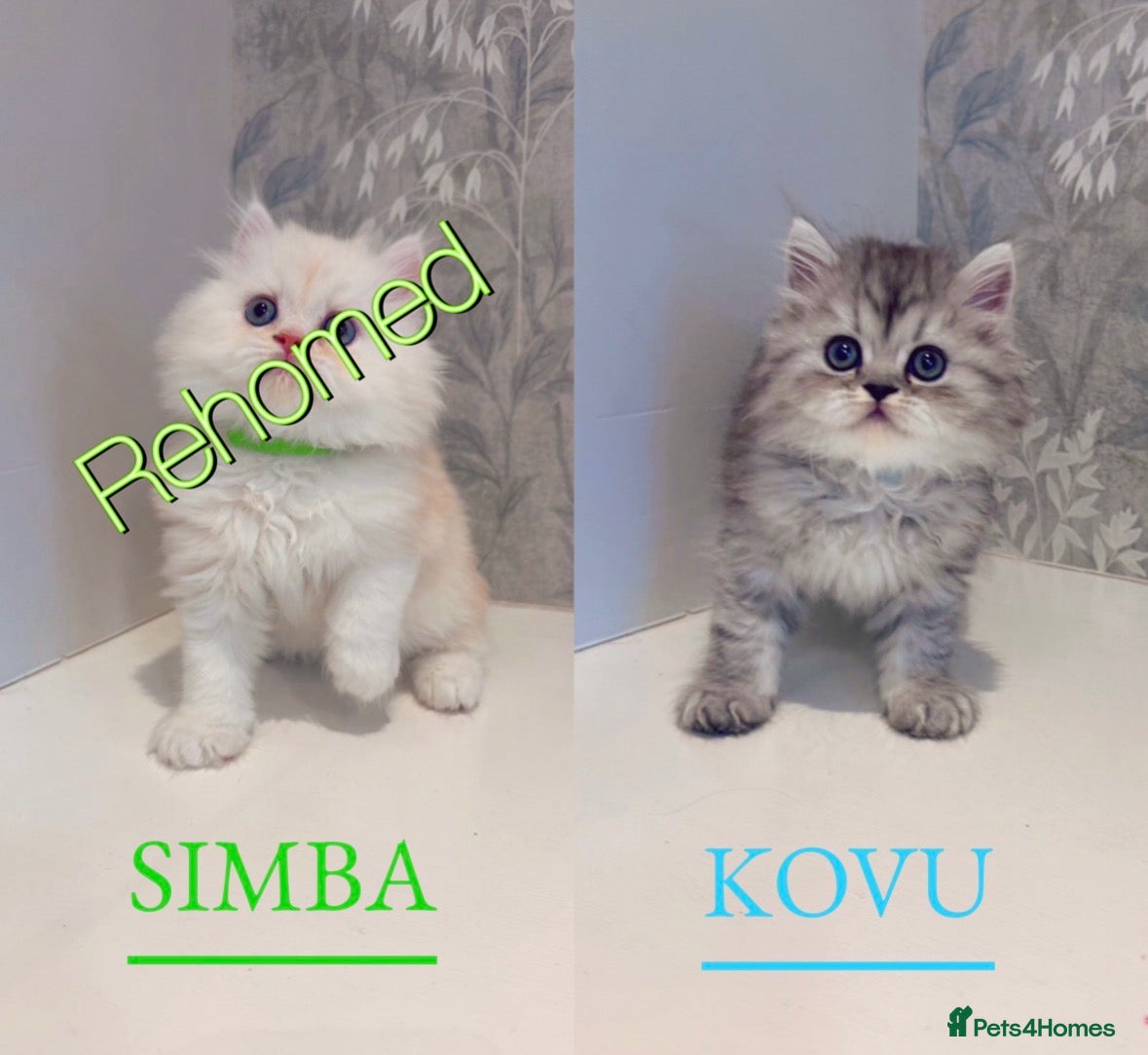 Persian cats 🐾 1 Stunning Pure Persian Kitten LEFT - Kovu 🐾 - Advert 1