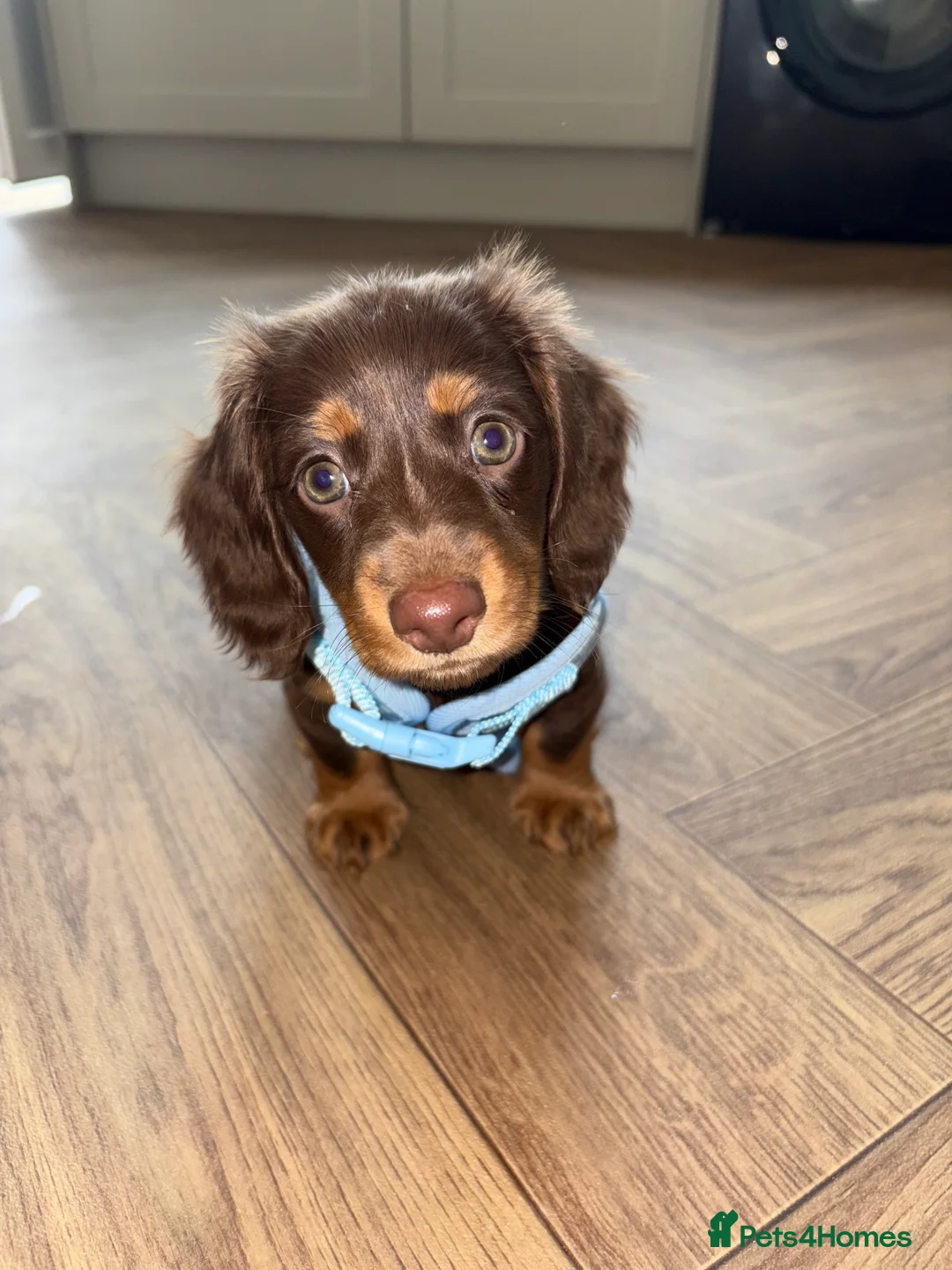 Dachshund dogs for sale: 12 month old female miniature Dachshund  - Advert 8