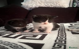 Mixed Breed cats for sale: Toxido kittens  - Image 5