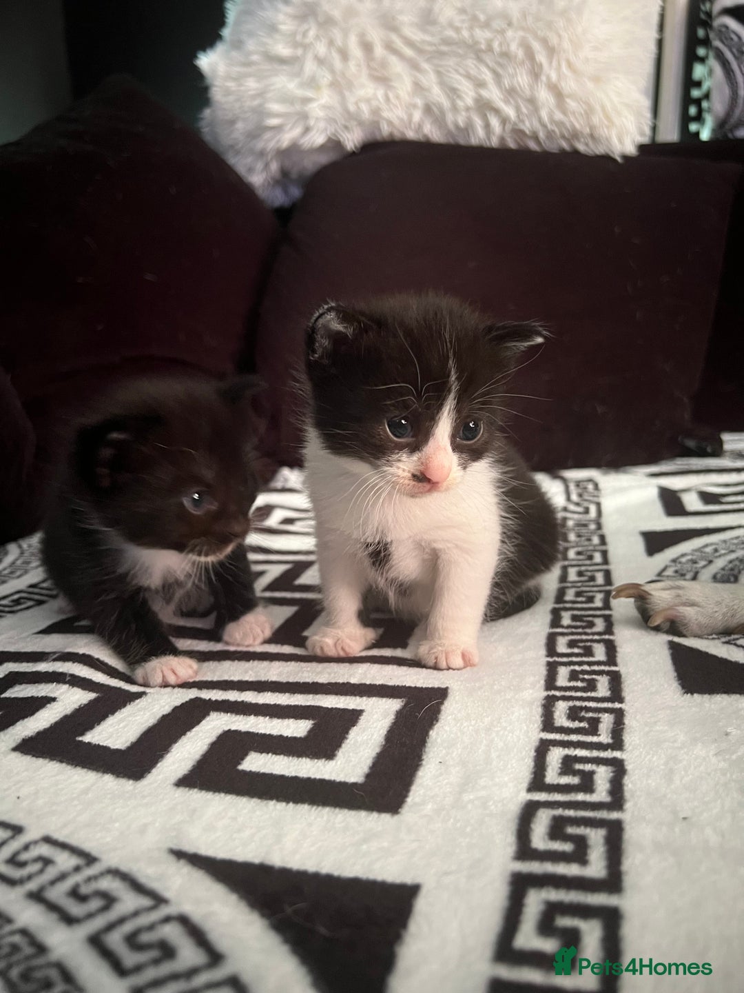 Mixed Breed cats for sale: Toxido kittens  - Image 5