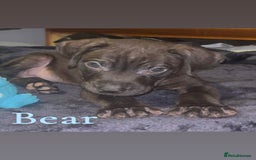 Presa Canario dogs for sale: Beautiful presa canario puppies!! - Advert 10