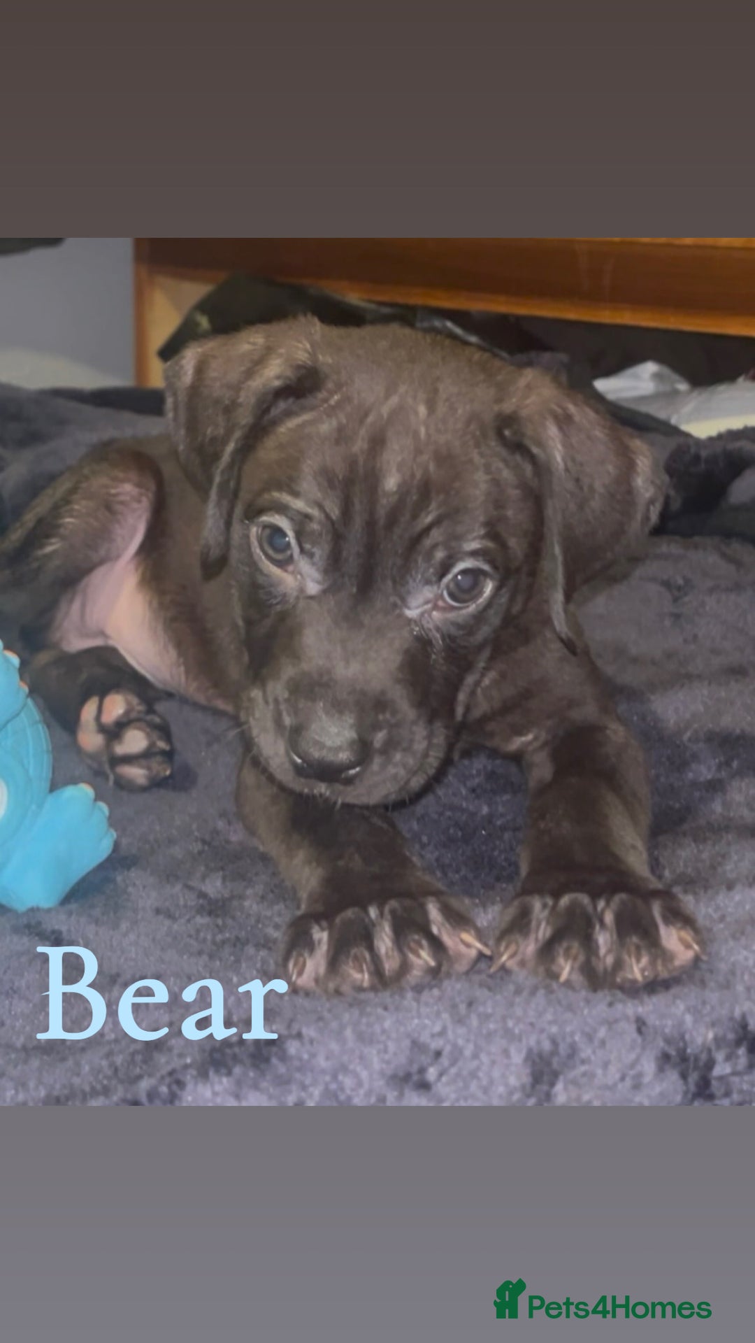 Presa Canario dogs for sale: Beautiful presa canario puppies!! - Advert 10