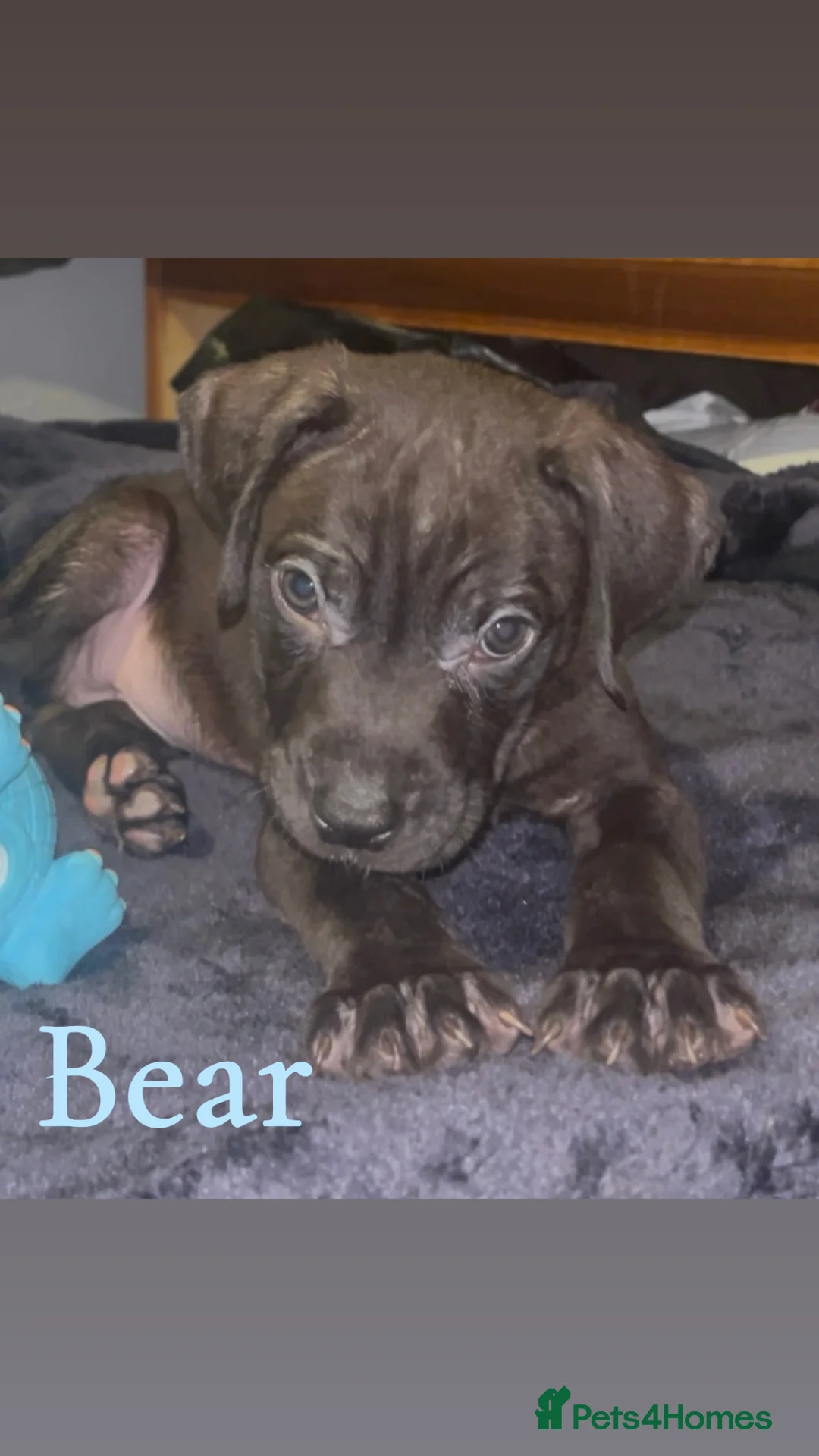 Presa Canario dogs for sale: Beautiful presa canario puppies!! - Advert 10