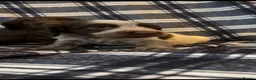 Cocker Spaniel dogs for sale: Cocker Spaniel Puppies - Ready soon 🐾 - Advert 9