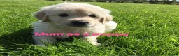 Golden Retriever dogs for sale: Our Beautifil KC registered Golden Retriever   in Leeds - Advert 9