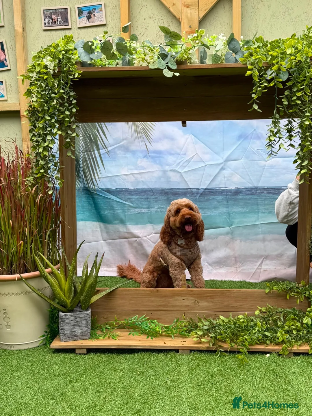 Cockapoo dogs for stud: Gorgeous RED Cockapoo - FOR STUD - Advert 1