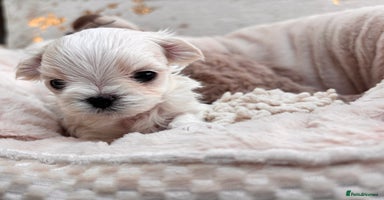 Maltese dogs - Advert 7