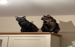 British Shorthair cats for sale: Tortoiseshell cats Lily & Rosie - Image 3