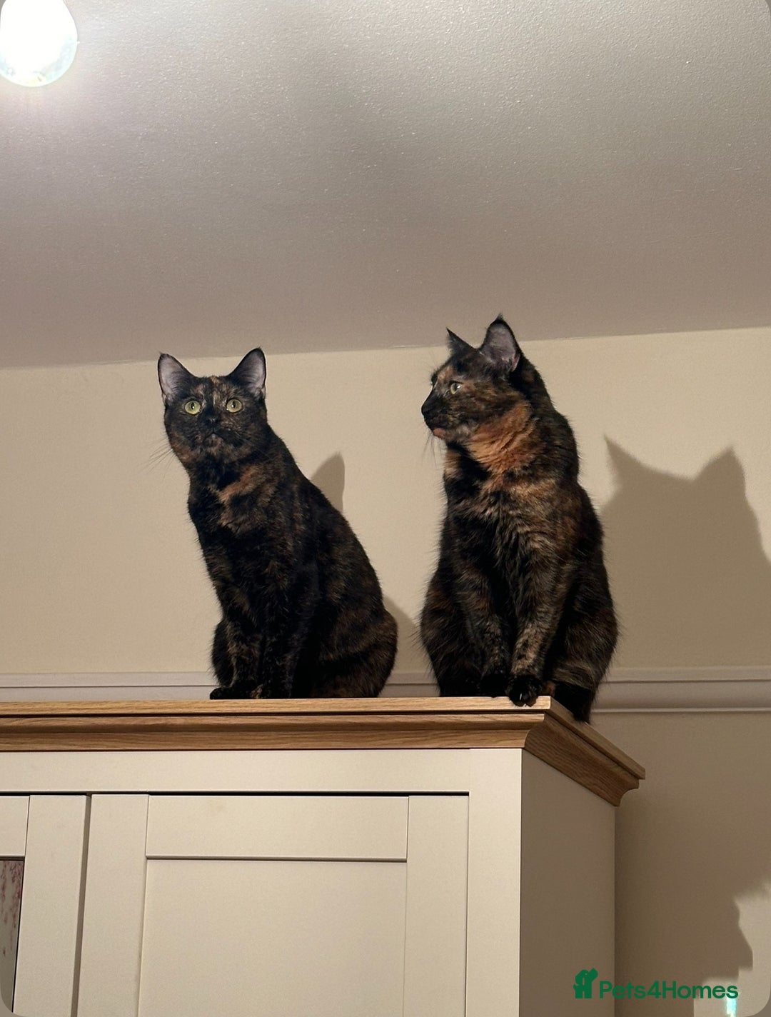 British Shorthair cats for sale: Tortoiseshell cats Lily & Rosie - Image 3