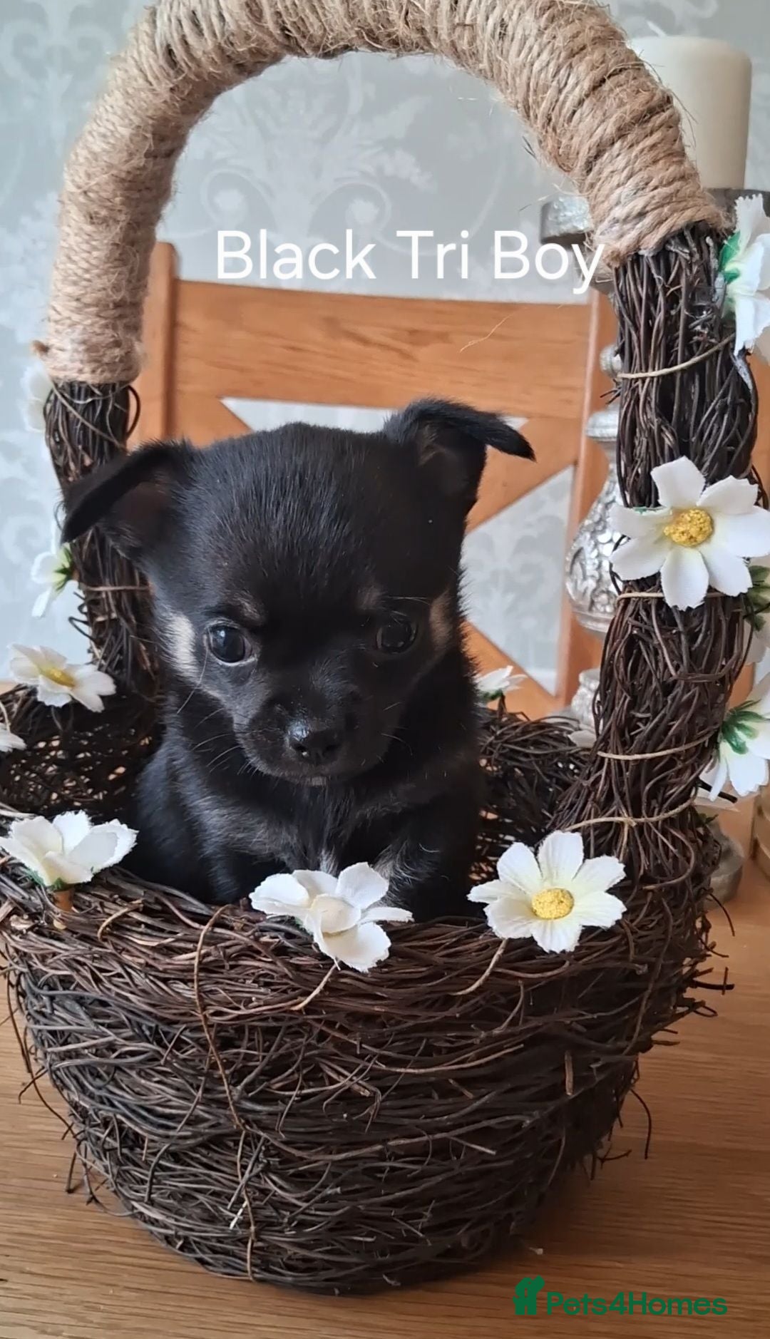 Chihuahua dogs 1 KC HANDSOME BOY LEFT AVAILABLE!! - Advert 1
