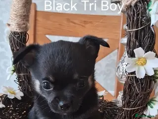 Chihuahua dogs 1 KC HANDSOME BOY LEFT AVAILABLE!! - Advert 1