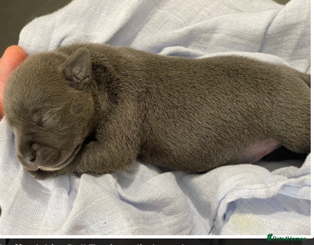 Staffordshire Bull Terrier dogs for sale: Worming Kc Reg %100Pure Staffy Puppies - Advert 6