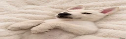 Siberian Husky dogs for sale: Stunning puppies ready to leave  - Advert 6