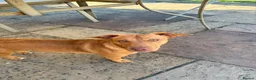 Jack Russell dogs for stud: The handsome Frank - Advert 6