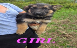 German Shepherd dogs for sale: Quality KC Reg Long Coat German Shepherd Pups  - Image 3