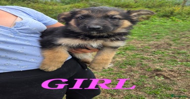 German Shepherd dogs - Advert 1
