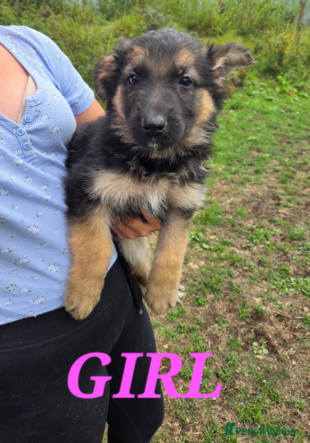 German Shepherd dogs for sale: Quality KC Reg Long Coat German Shepherd Pups  - Image 3