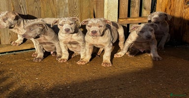 Mixed Breed dogs - Advert 11