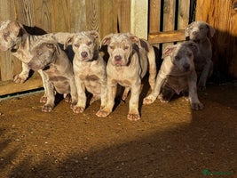 Mixed Breed dogs - Advert 11