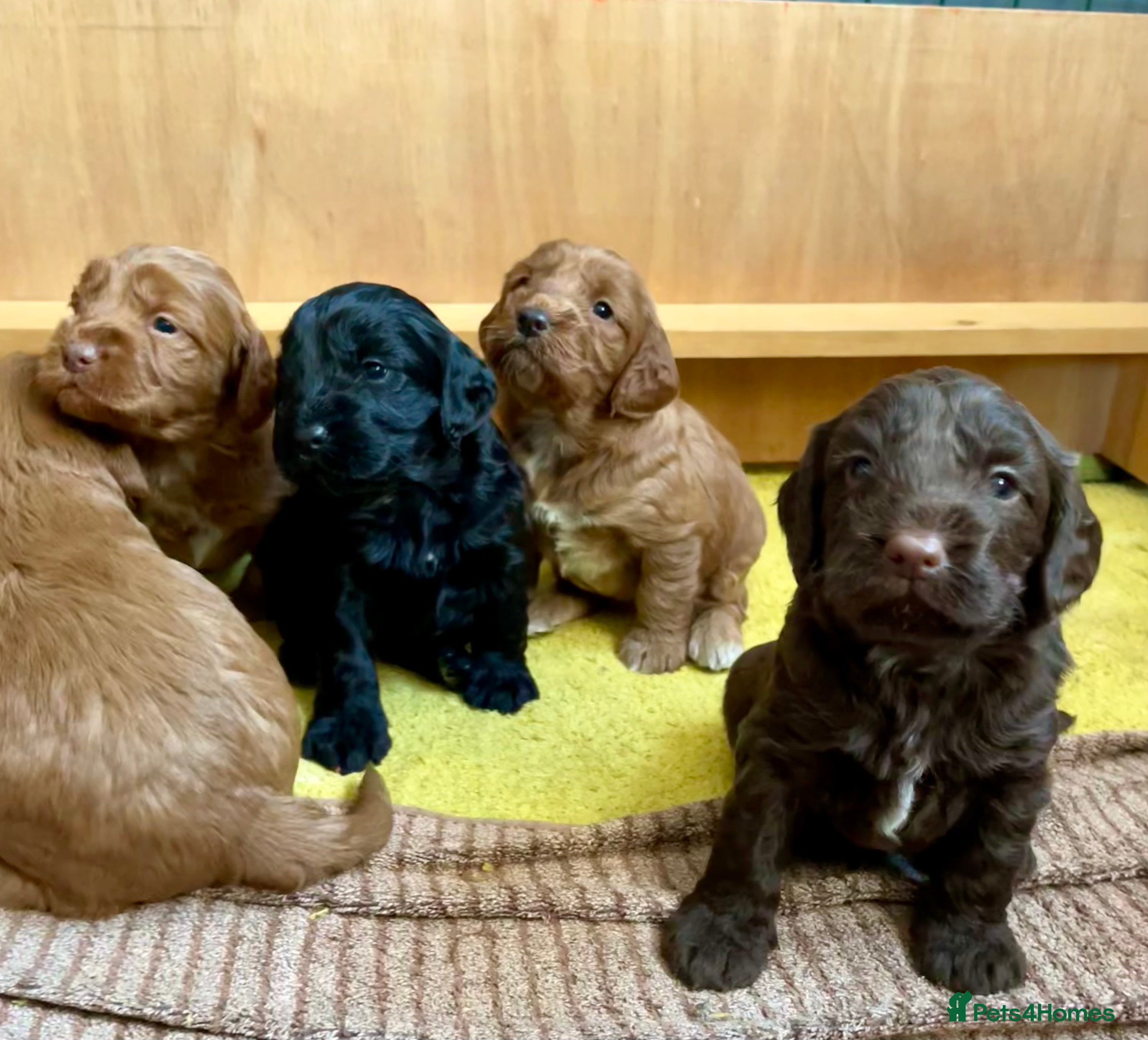 Cockapoo dogs Beautiful F1 Cockapoos - Advert 1