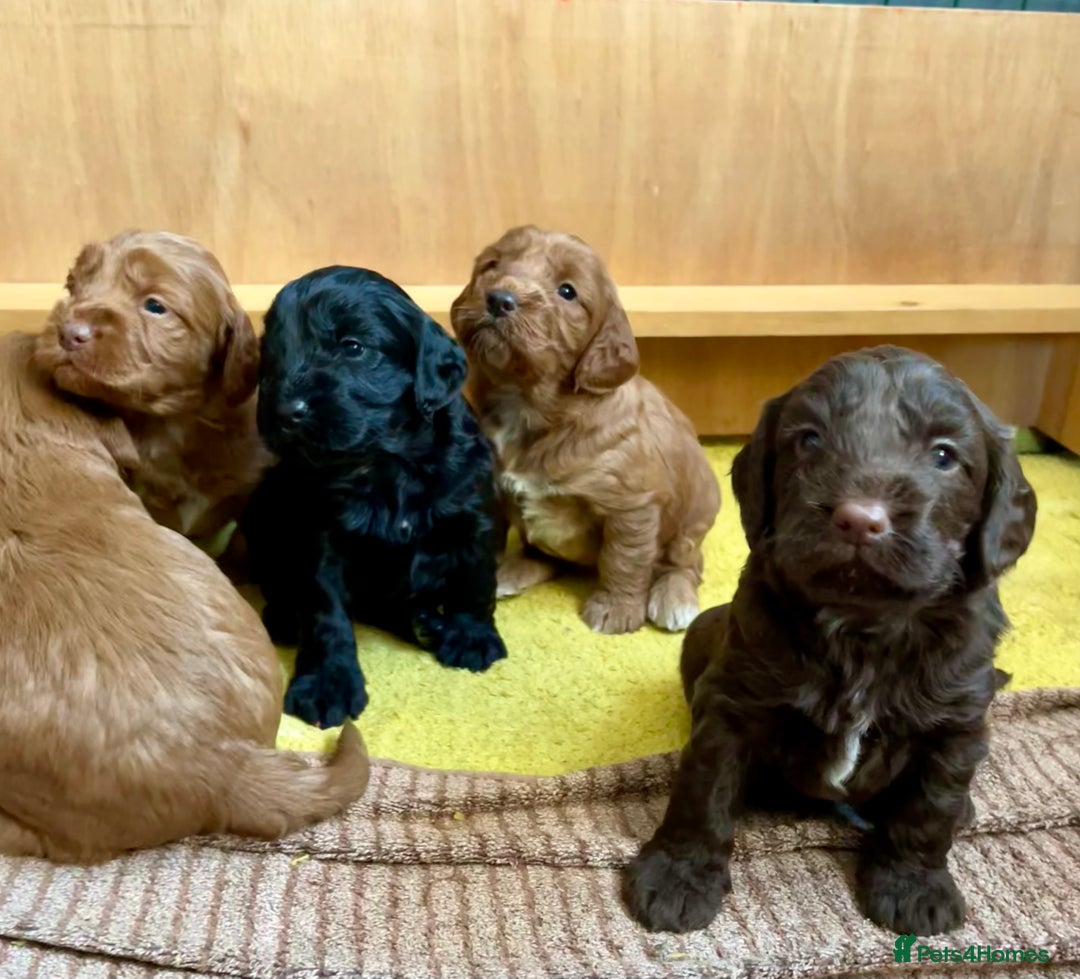 Cockapoo dogs for sale: Beautiful F1 Cockapoos - Advert 1