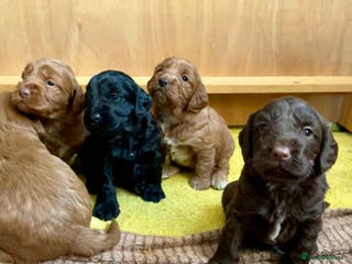 Cockapoo dogs Beautiful F1 Cockapoos - Advert 14