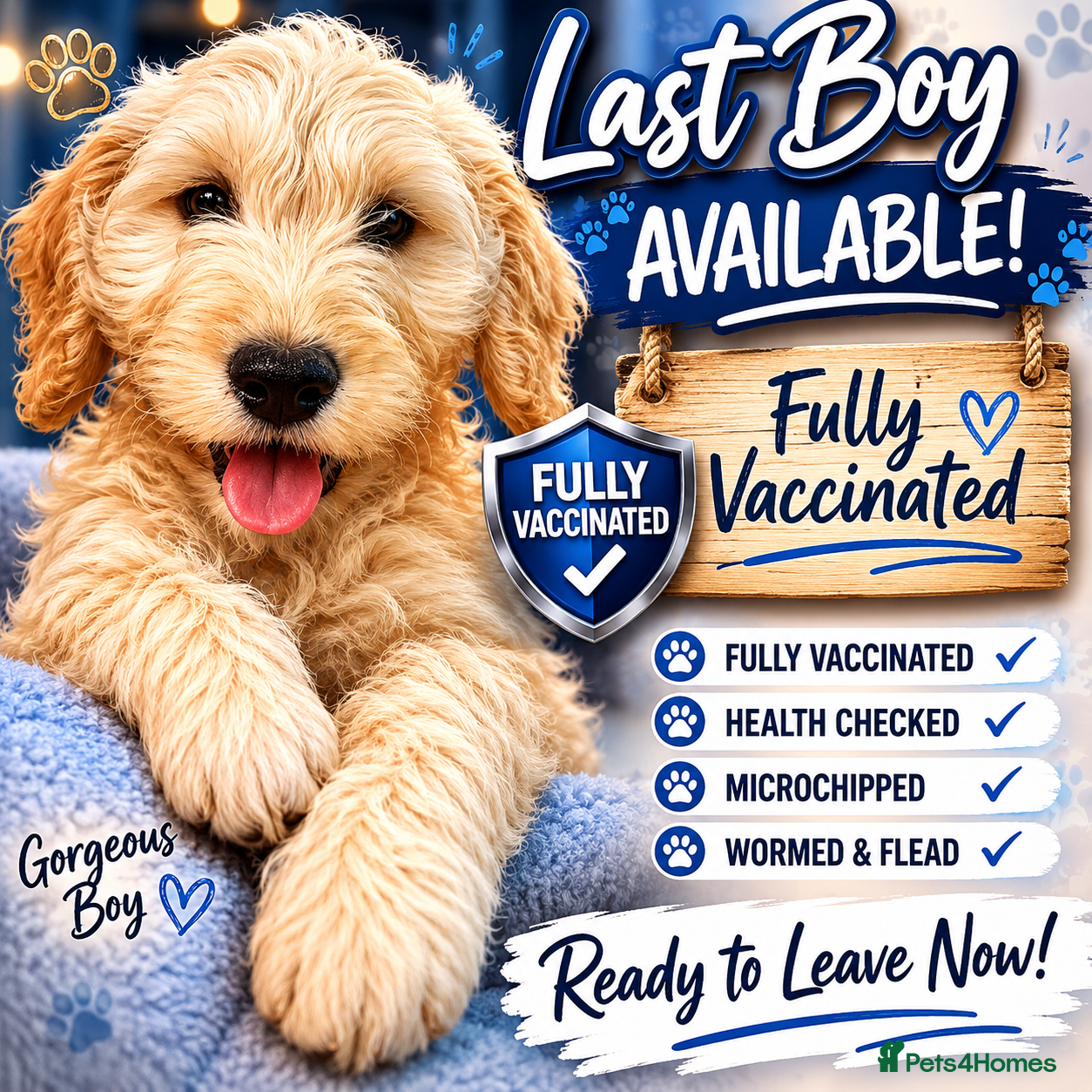 Cockapoo dogs Last boy Cockapoo F1 puppies for sale 🐶💙 - Advert 1