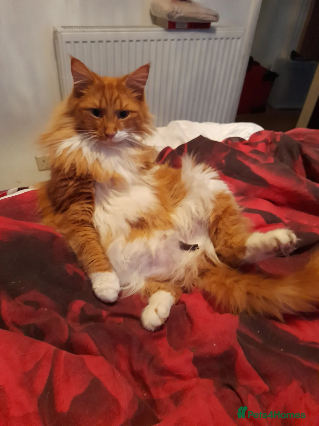 Mixed Breed cats for sale: Maine coon cross young adult - Advert 1