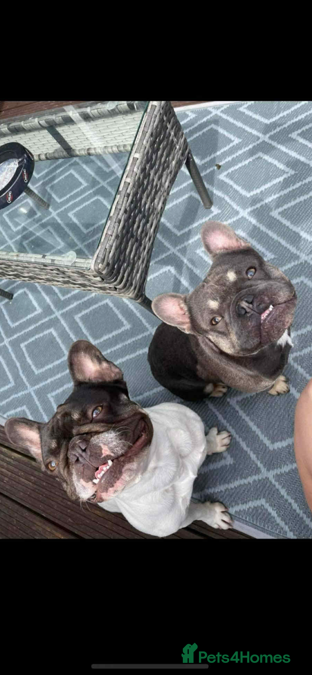 French Bulldog dogs for sale: Blue /tan Frenchbull dog - Image 10
