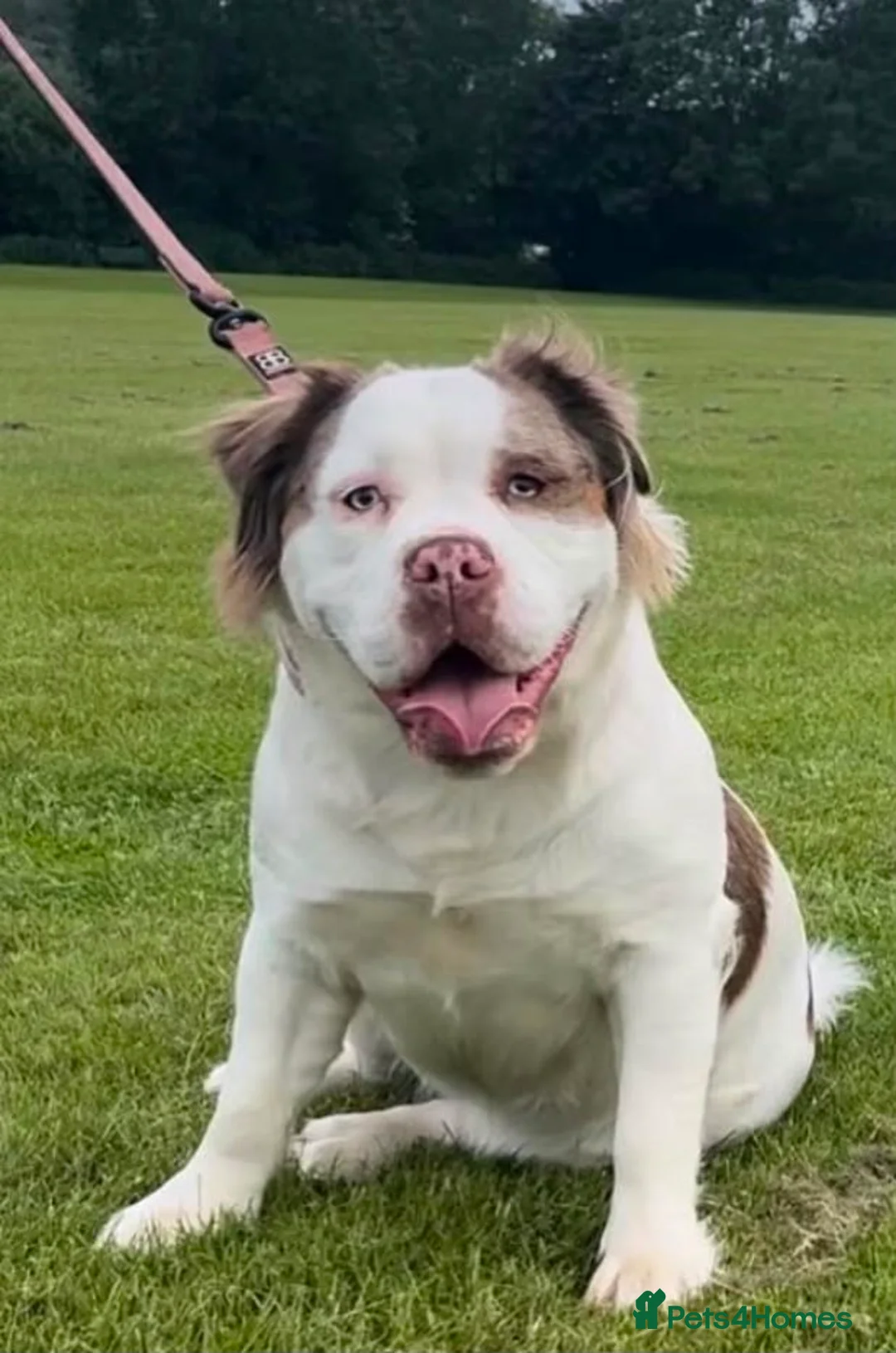 Olde English Bulldogge dogs for sale: OUTSTANDING FLUFFY OLDE ENGLISH BULLDOG PUPPIES - Advert 1