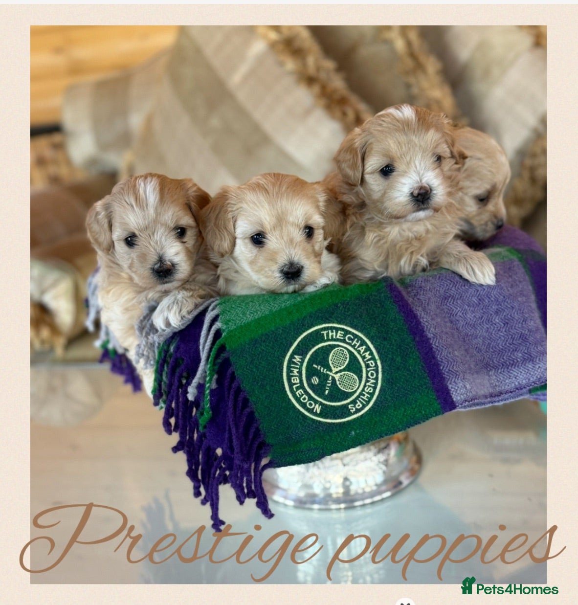 Maltipoo dogs Tiny prestige champion Asian Russian Maltipoos💜 - Advert 1