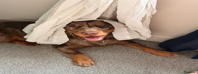 Reggie
