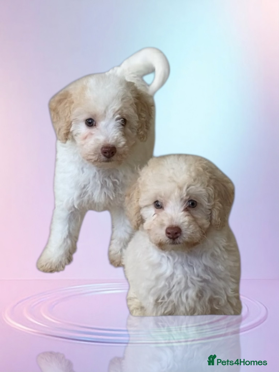 Cavapoo dogs for sale: One Cavapoo x poodle girl ready to go!!! - Image 21
