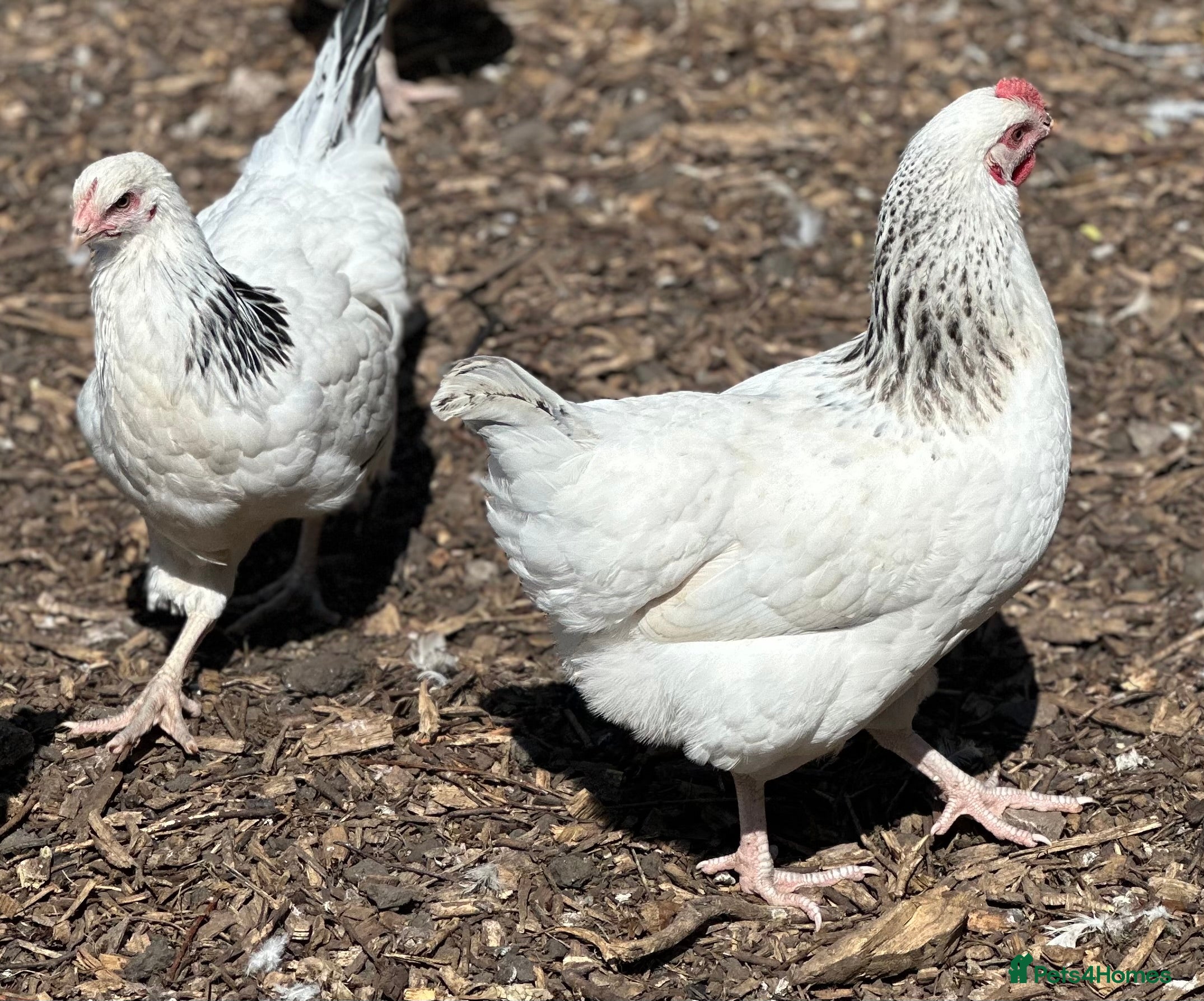 Chickens poultry Light Sussex Hybrid - POL - Advert 16