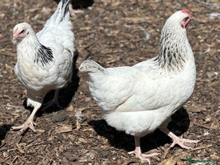 Chickens poultry - Advert 34