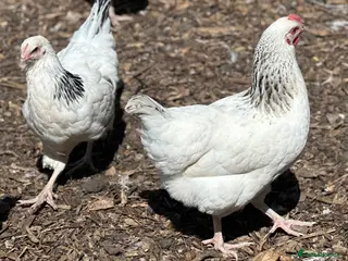 Chickens poultry Light Sussex Hybrid - POL - Advert 1