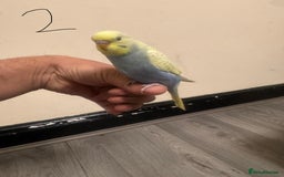 Budgerigars birds for sale: Baby budgies for sale £40 each collection mk404nn - Advert 2
