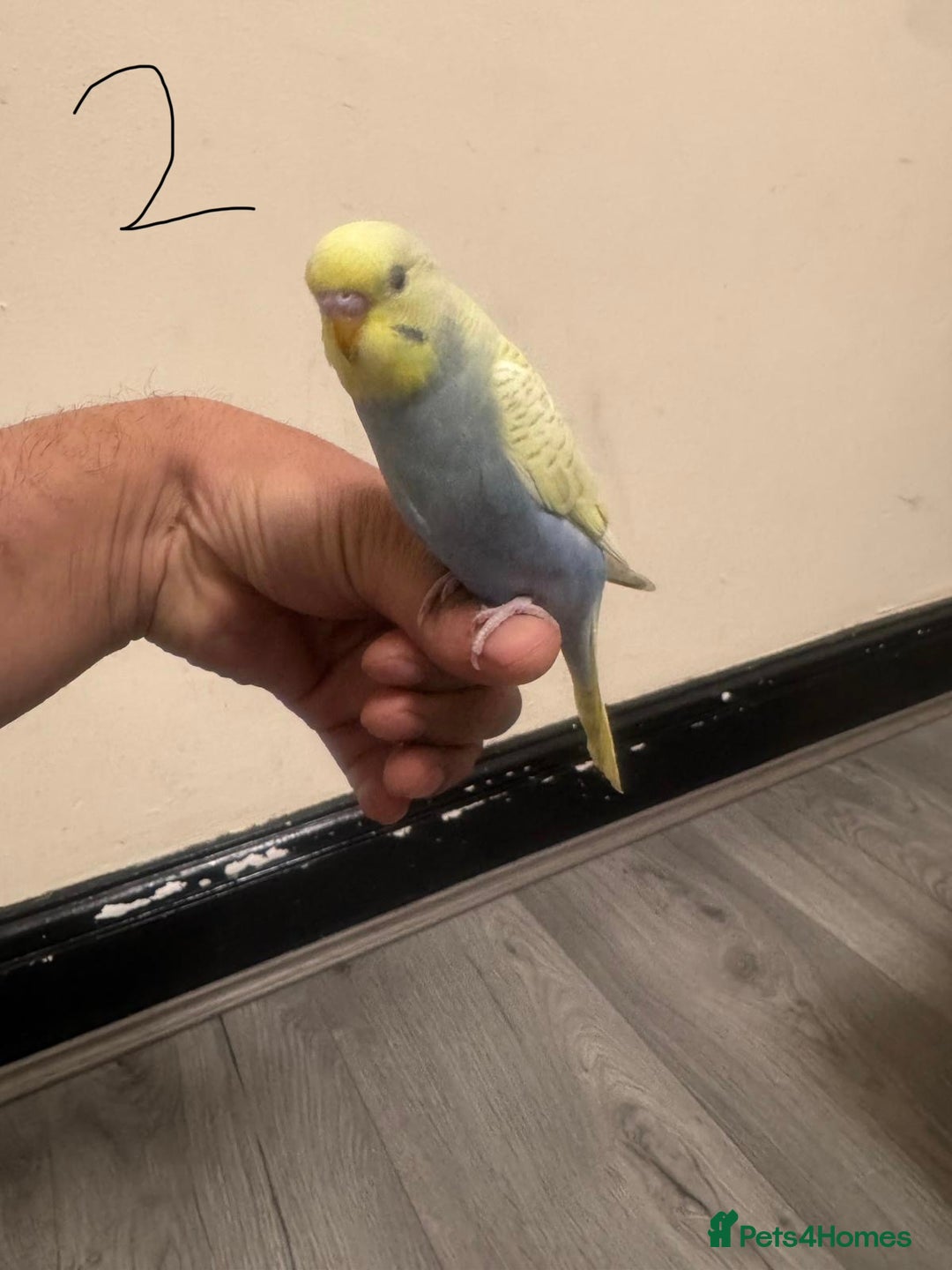 Budgerigars birds for sale: Baby budgies for sale £40 each collection mk404nn - Advert 2