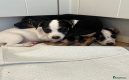 Jack Russell dogs for sale: Traditional Jack Russell Puppies  - Image 11