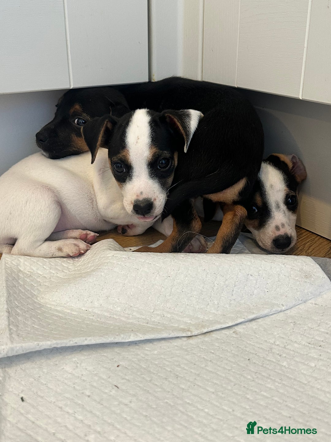Jack Russell dogs for sale: Traditional Jack Russell Puppies  - Image 11