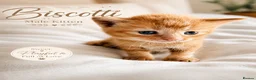 British Shorthair cats for sale: Beautiful Kittens 🐾Well Socialised, Loving  Pets - Advert 13