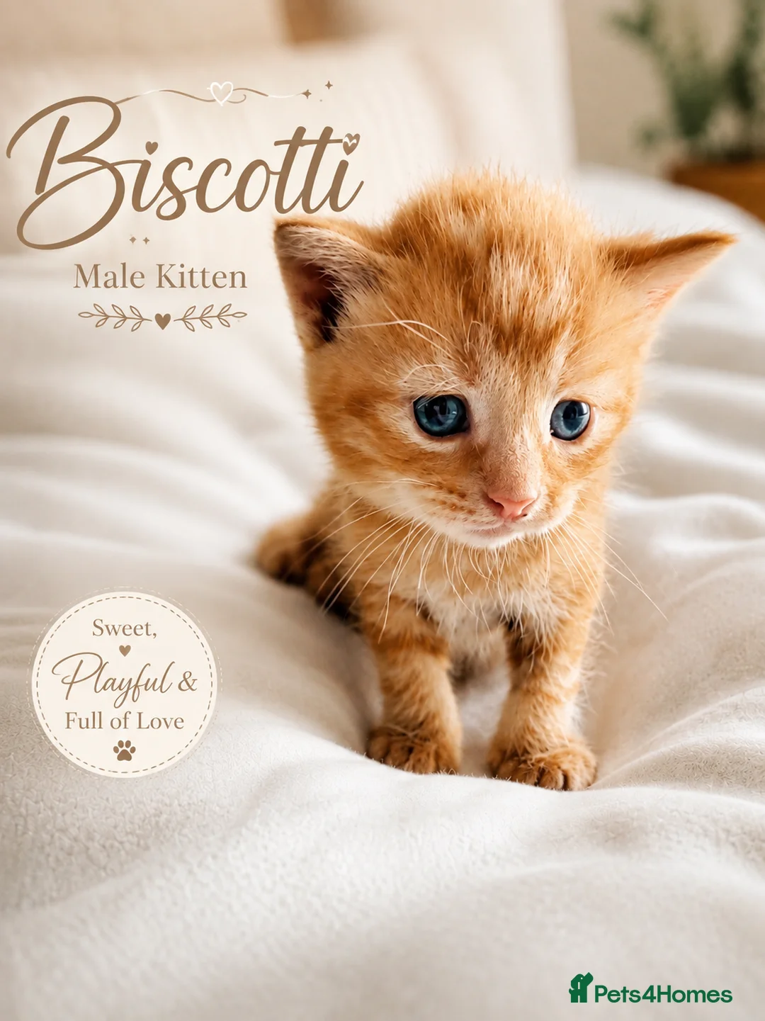 British Shorthair cats for sale: Beautiful Kittens 🐾Well Socialised, Loving  Pets - Advert 13