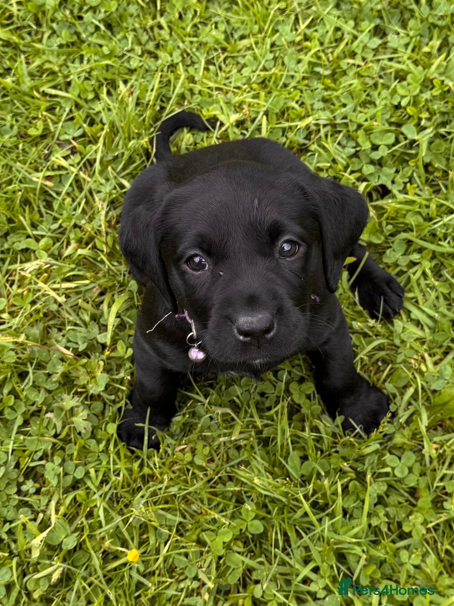 Labrador Retriever dogs for sale: Super RKC black lab girls!  - Advert 2
