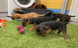 Mixed Breed dogs for sale: Border Terrier cross  - Image 9