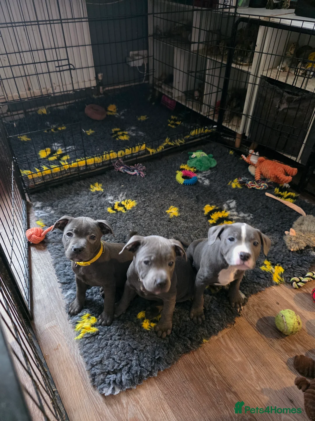Staffordshire Bull Terrier dogs for sale: Staffy  - Advert 2
