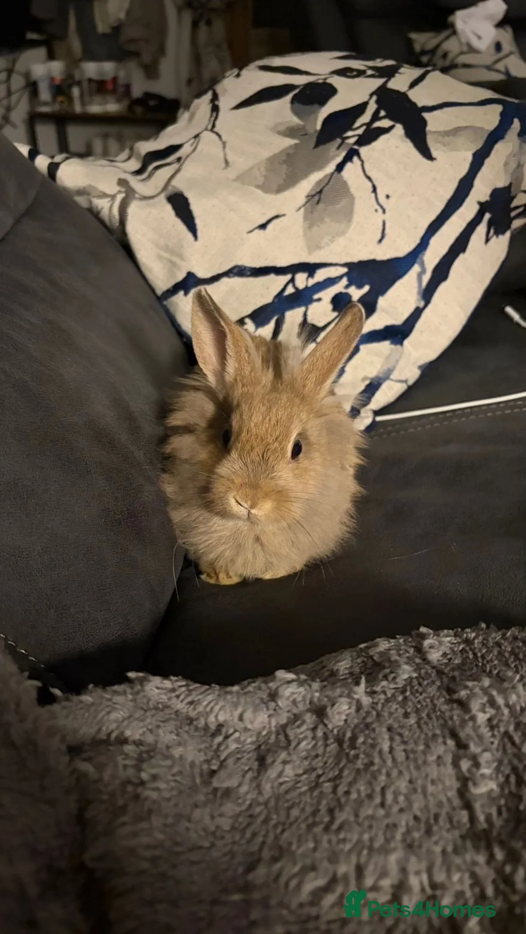 Mixed Breed rabbits for sale: Male and female rabbit in Lincoln - Advert 1