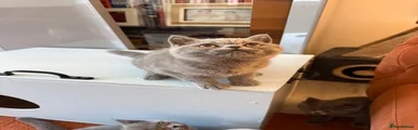 British Shorthair 1