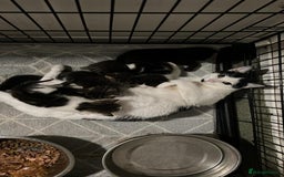 Domestic Shorthair cats for sale: Domestic short haired kittens  - Image 2