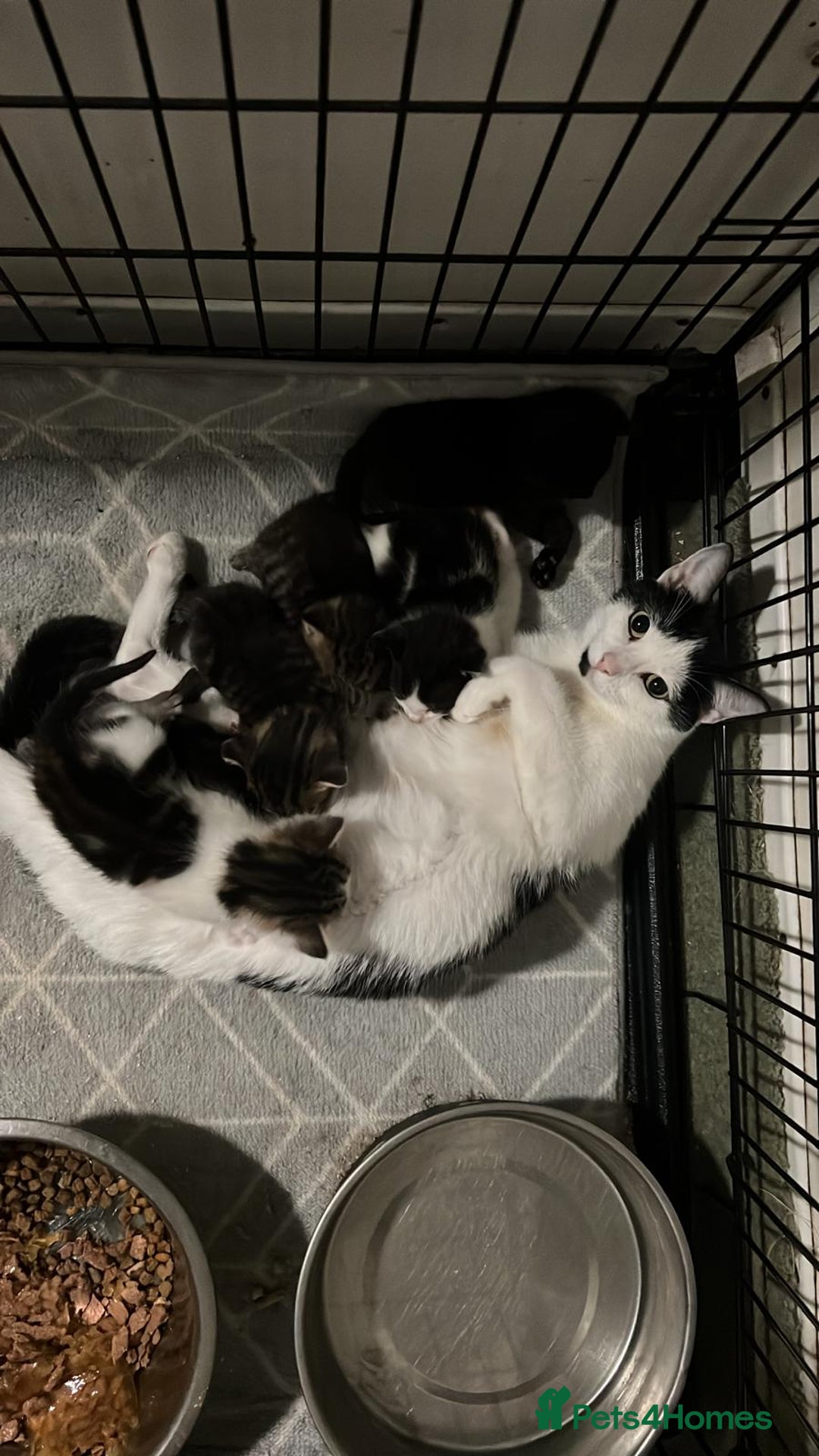 Domestic Shorthair cats for sale: Domestic short haired kittens  - Image 2